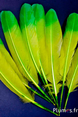 Zwaan Zijde - 25-30 cm - appelgroen-groen